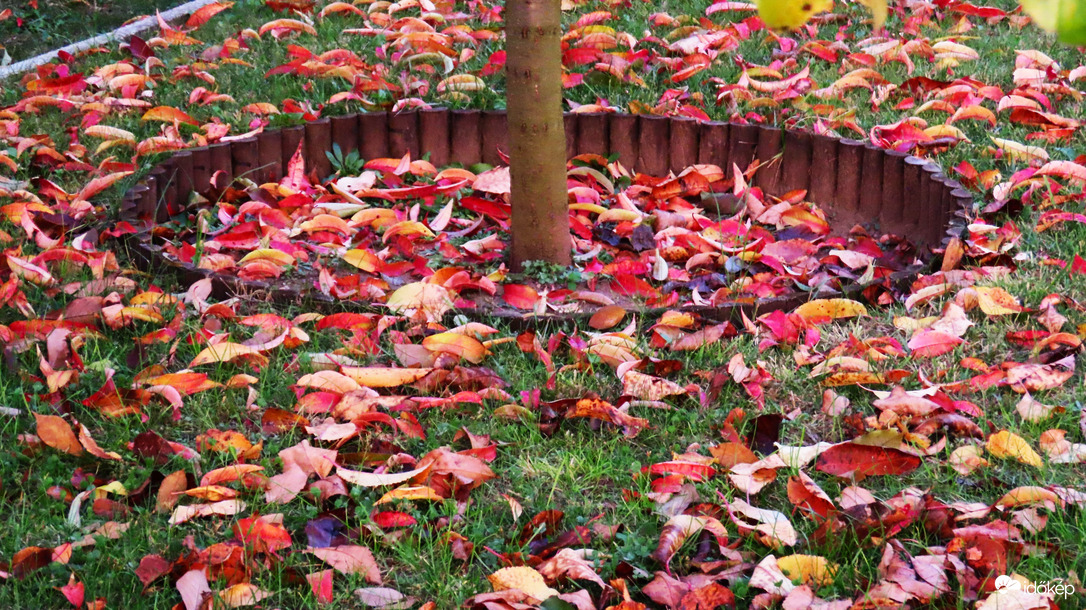 Ősz a kertben.
