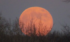 Bokorban kelt föl a telihold.