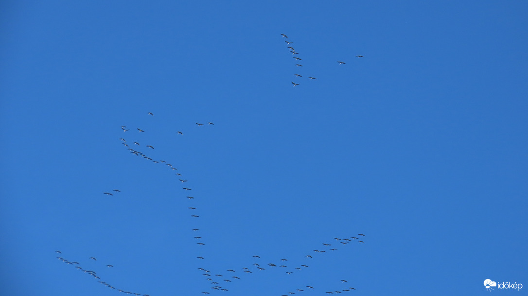 Szállnak a darvak...