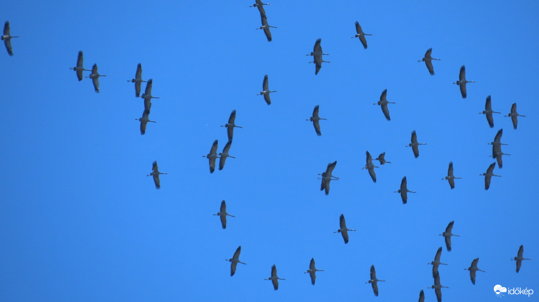 Szállnak a darvak...