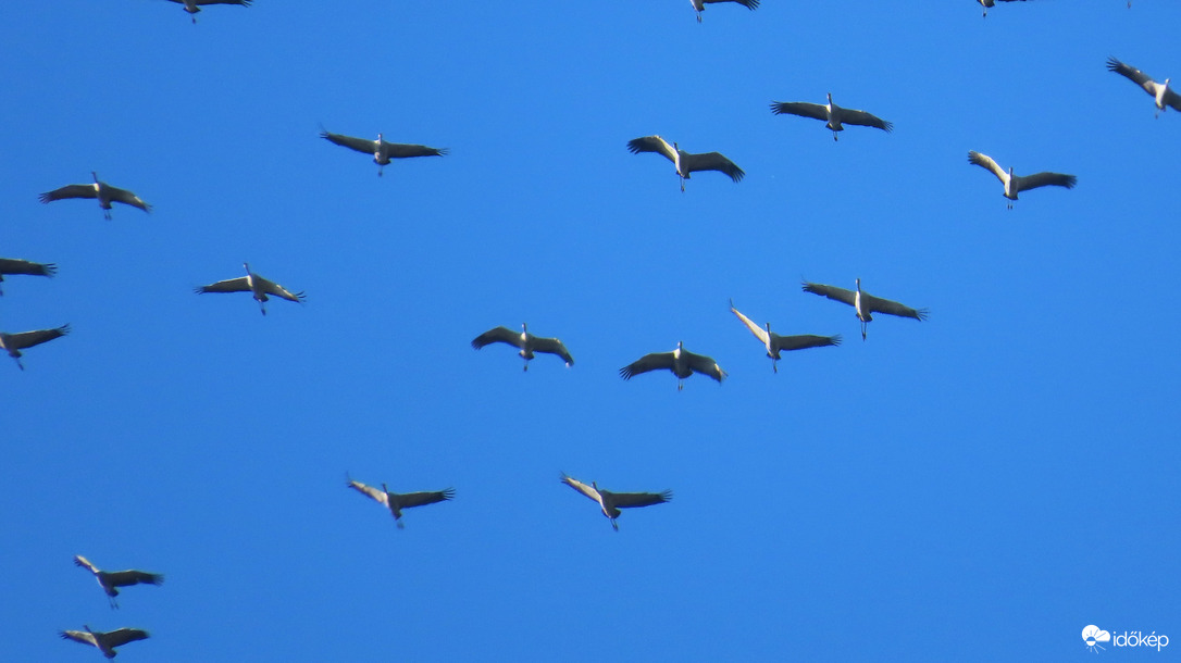 Szállnak a darvak...