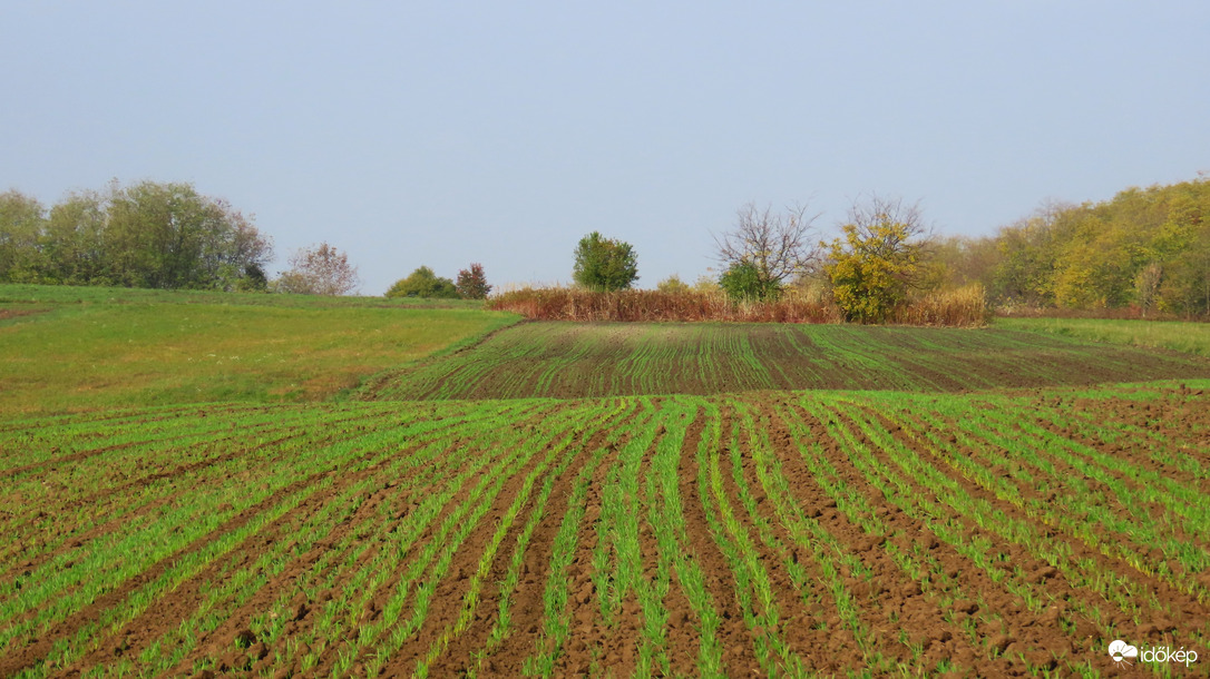 Őszi vetés.