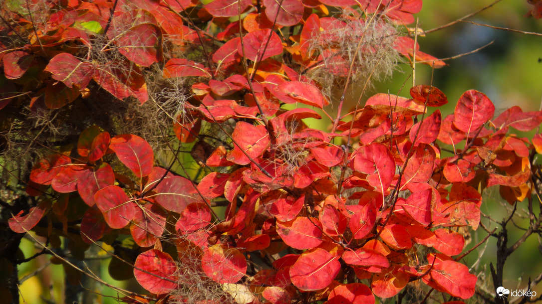 Őszi színpompa.