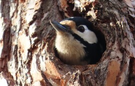 "Itt van már a tavasz?"