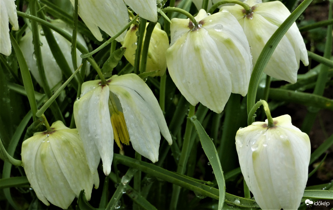 Kockásliliom