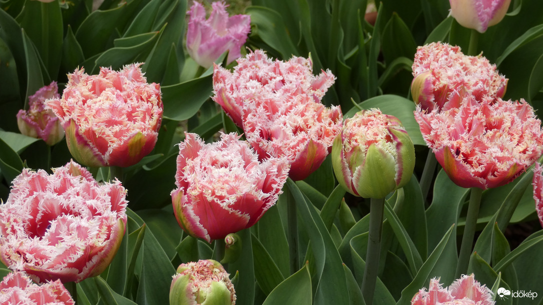 Tulipánözön a Föld napján.