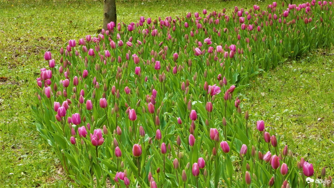Tulipánözön a Föld napján.