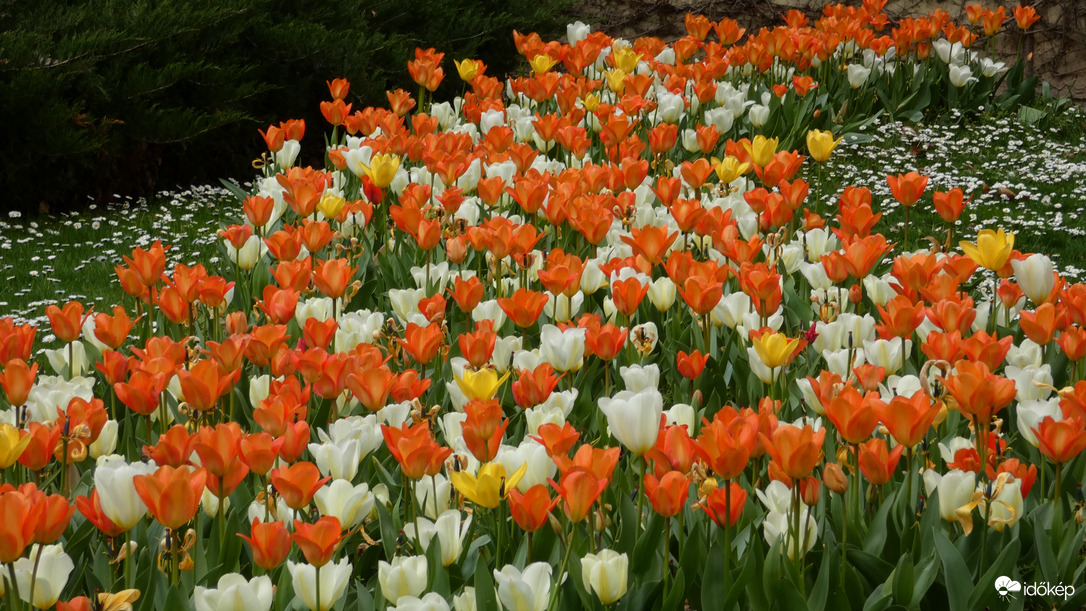 Tulipánözön a Föld napján.