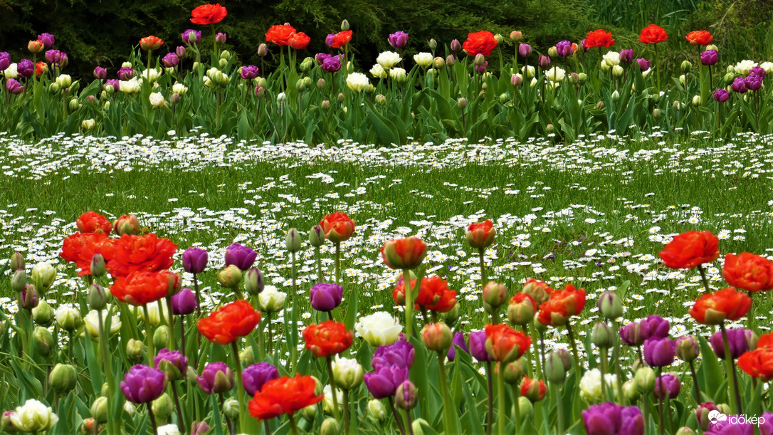 Tulipánözön a Föld napján.