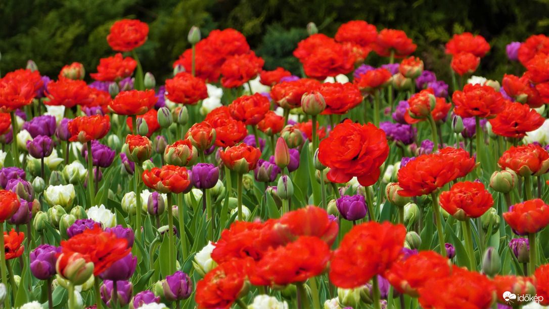 Tulipánözön a Föld napján.
