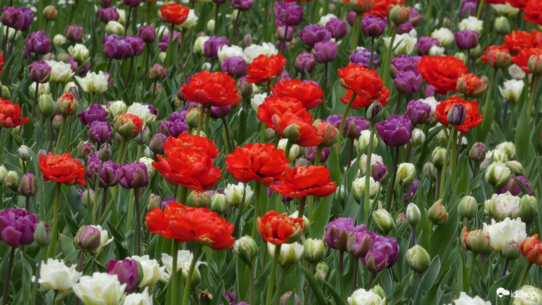 Tulipánözön a Föld napján.