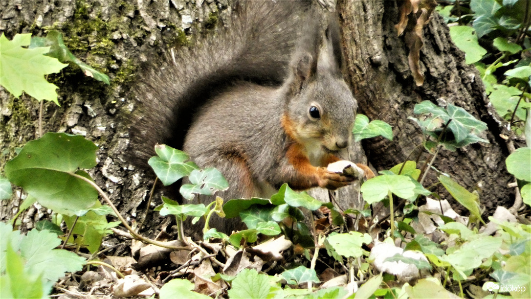 Móki.