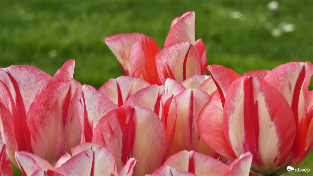 Tulipánözön a Föld napján.