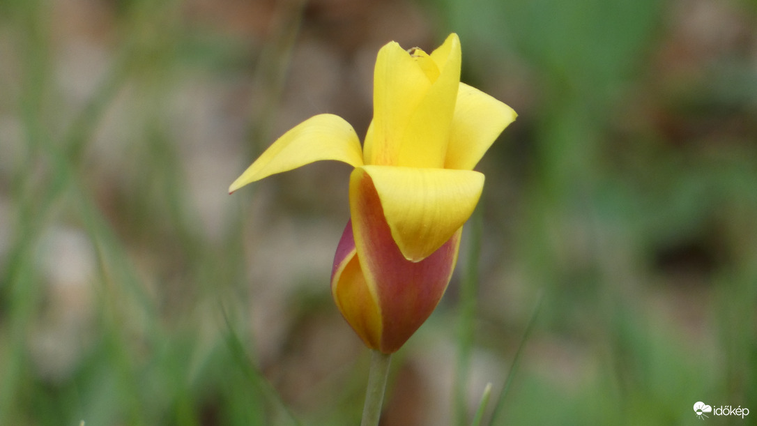 Botanikai tulipán.
