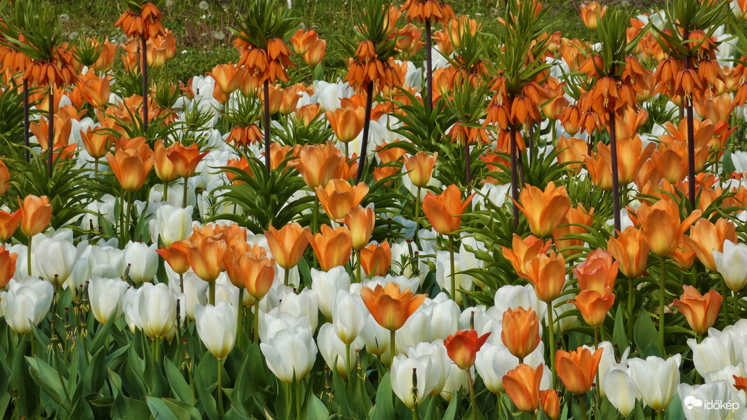Tulipánözön a Föld napján.