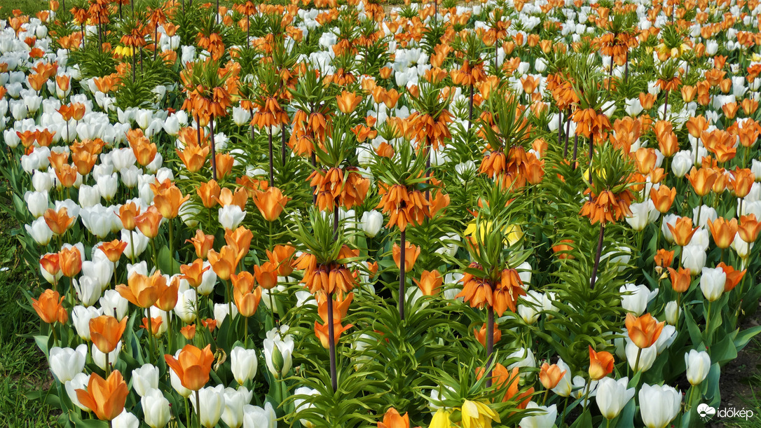 Tulipánözön a Föld napján.