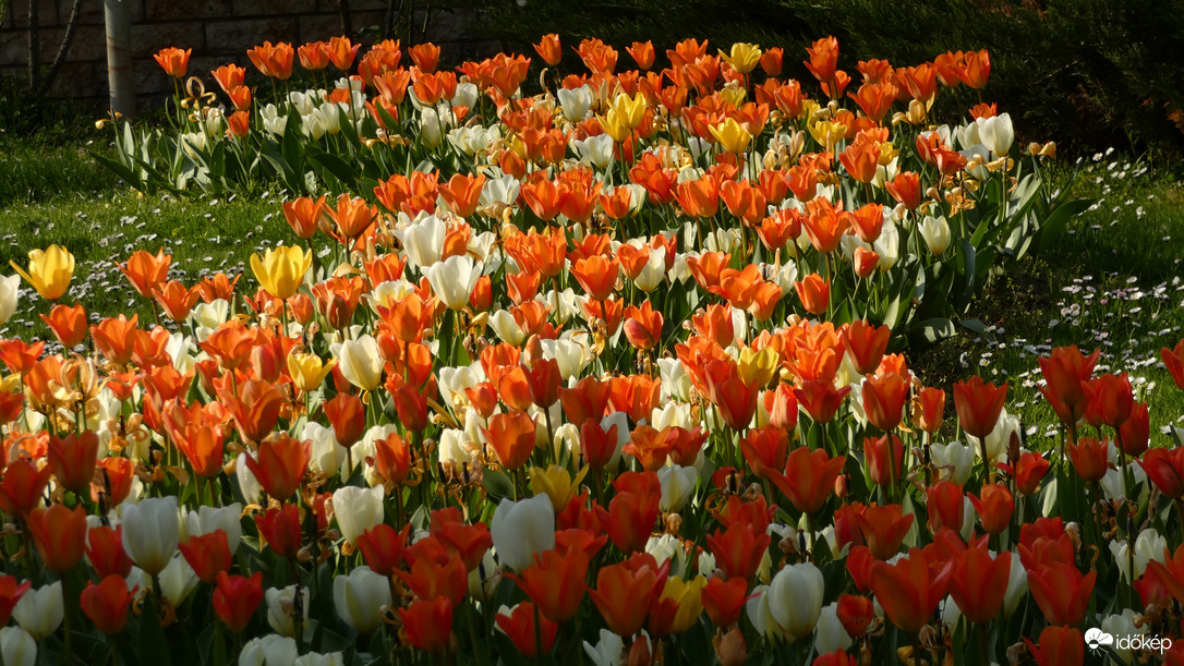 Tulipánözön a Föld napján.