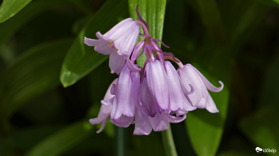 Scilla.