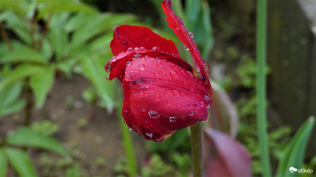 Utolsó tulipánom.