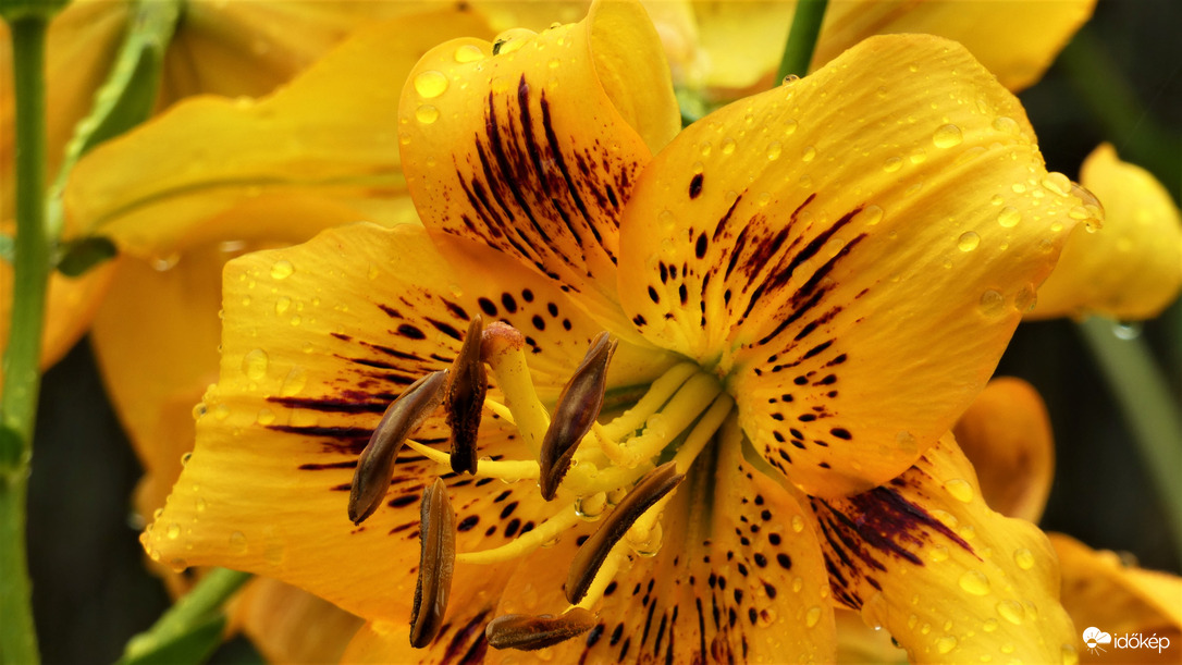 Cseppes liliomok.