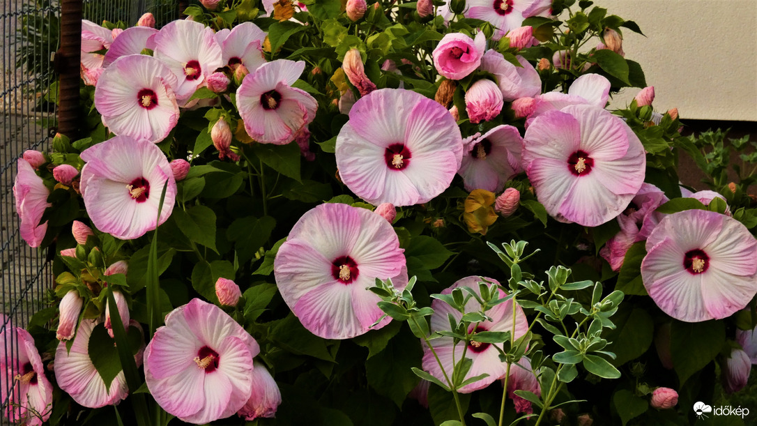 Mocsári hibiszkusz.