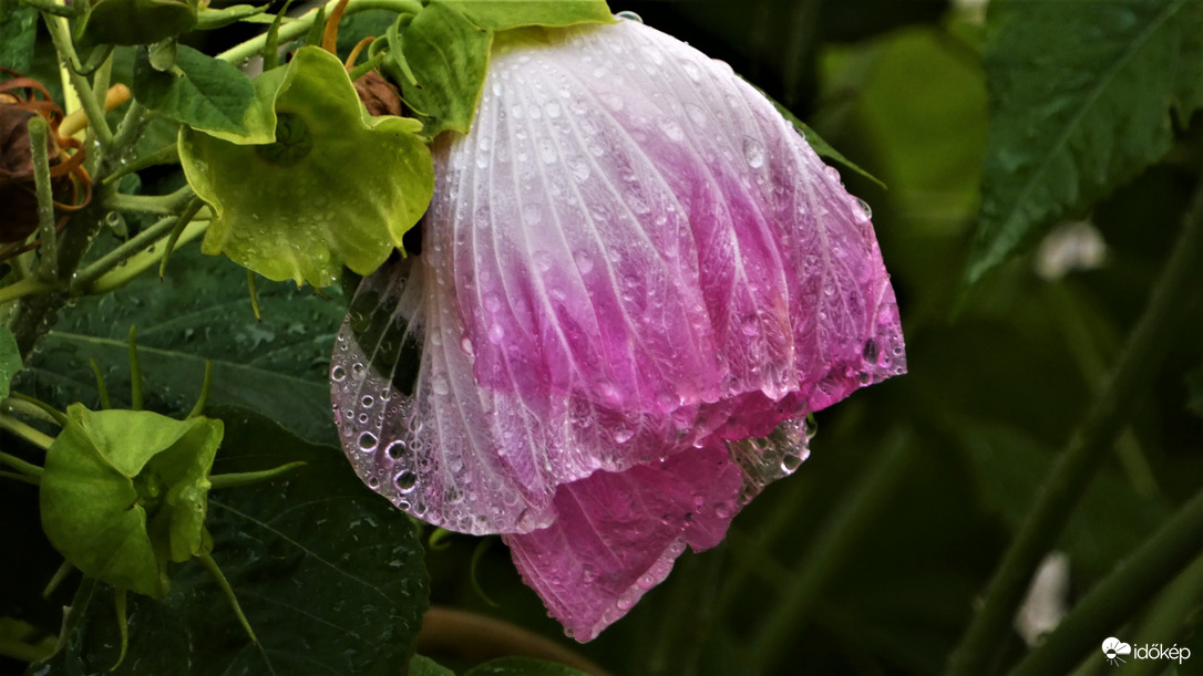 Mocsári hibiszkusz.