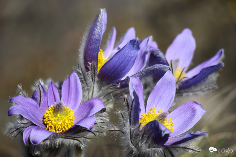 Pulsatilla grandis