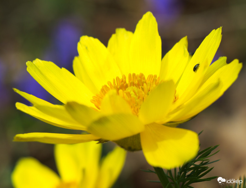 Adonis vernalis Tavaszi hérics