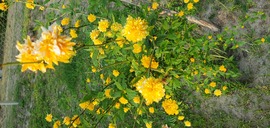 Szabadszállás