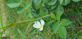 Szabadszállás