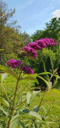 Szabadszállás