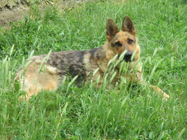 Tiszadob