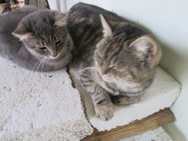 Tiszadob