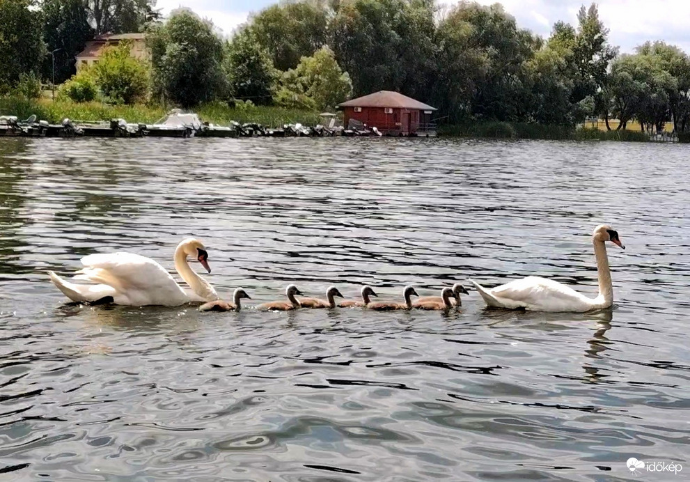 Tiszaörvény