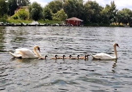 Tiszaörvény