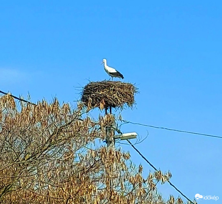 Az első gólya Poroszlón