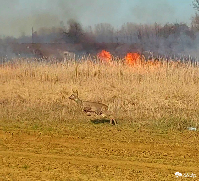 Nádastűz elől menekülő őz a Tiszafüred és Egyek között 