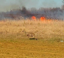 Nádastűz elől menekülő őz a Tiszafüred és Egyek között 