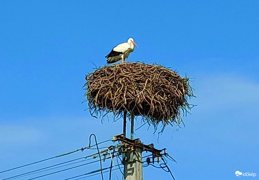 Az első gólya Tiszafüreden