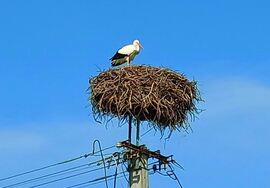Az első gólya Tiszafüreden