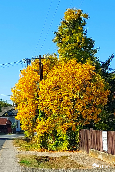 Tiszaörvény