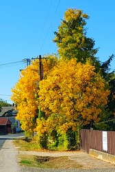 Tiszaörvény