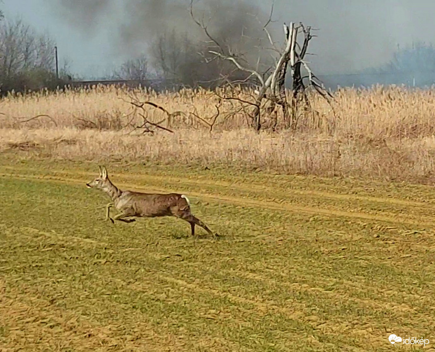 Nádastűz elől menekülő őz a Tiszafüred és Egyek között 