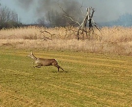 Nádastűz elől menekülő őz a Tiszafüred és Egyek között 