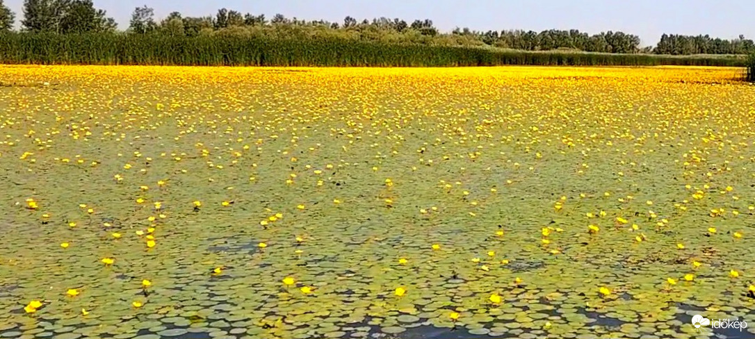 Tisza-tó