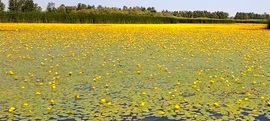 Tisza-tó