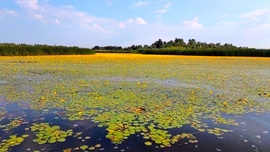 Tisza-tó