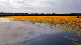 Tisza-tó