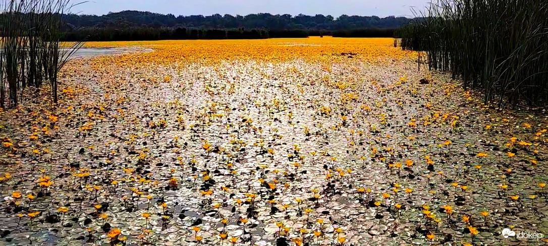 Tisza-tó