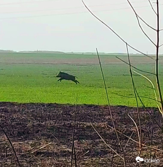 Nádastűz elől menekülő vaddisznó Tiszafüred határában 